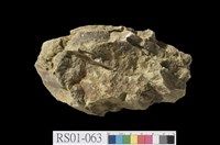 藏品(頁岩)的圖片